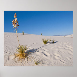 Soaptree Yucca, long Shadow, Transverse Dunes Poster