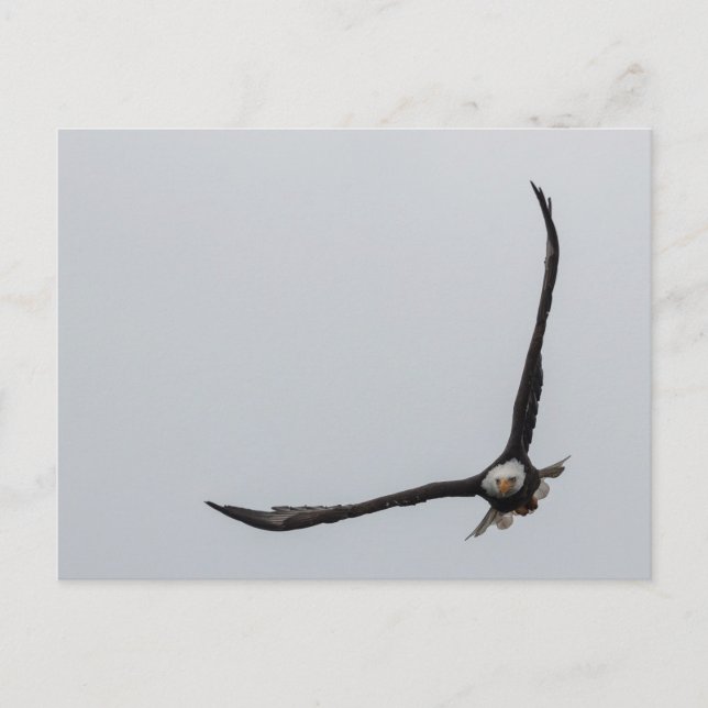 Soaring Bald Eagle Bird Flight Beautiful Nature Announcement Postcard (Front)