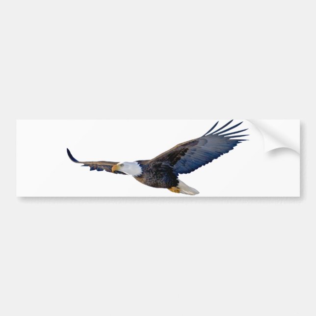 Soaring Bald Eagle Bumper Sticker (Front)