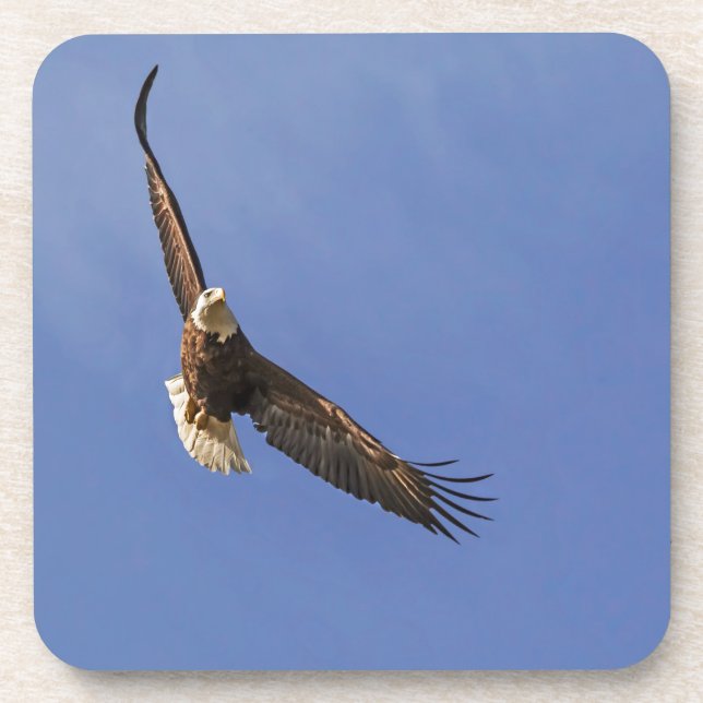 Soaring Bald Eagle Coaster (Front)
