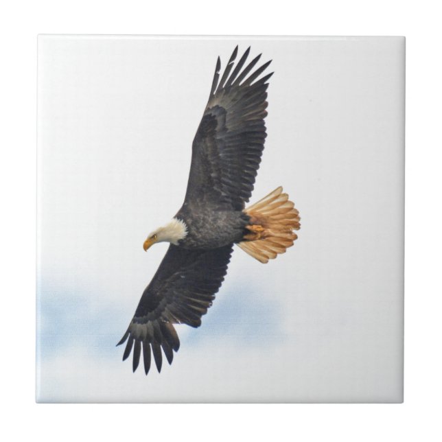 Soaring Bald Eagle Wildife Photo Art Ceramic Tile (Front)