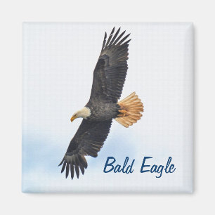 Soaring Bald Eagle Wildife Photo Art Magnet