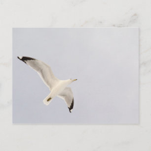 Soaring Gull Postcard