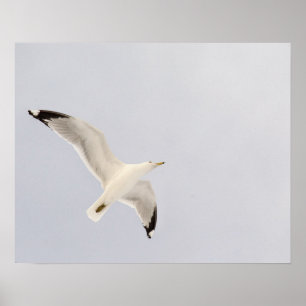 Soaring Gull Poster
