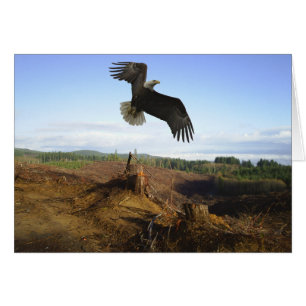 Soaring High