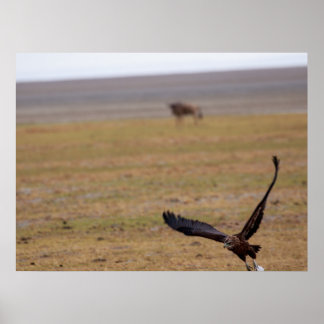 Soaring Hunter – African Raptor in Flight Poster