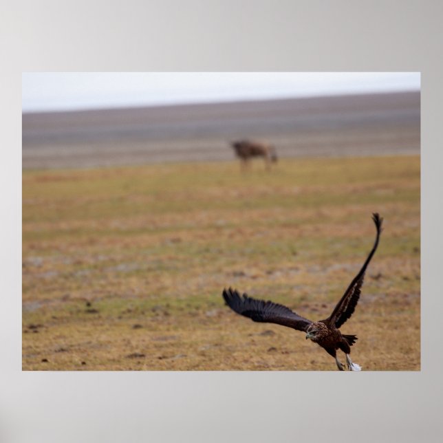 Soaring Hunter – African Raptor in Flight Poster (Front)