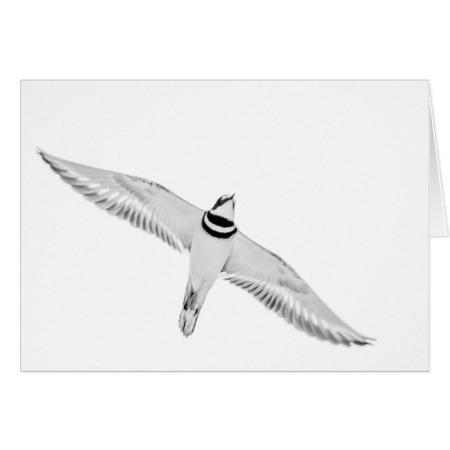 Soaring Killdeer (Front Horizontal)