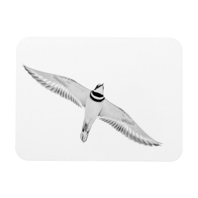 Soaring Killdeer Magnet (Horizontal)