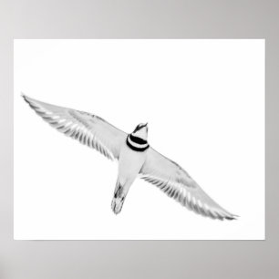 Soaring Killdeer Poster