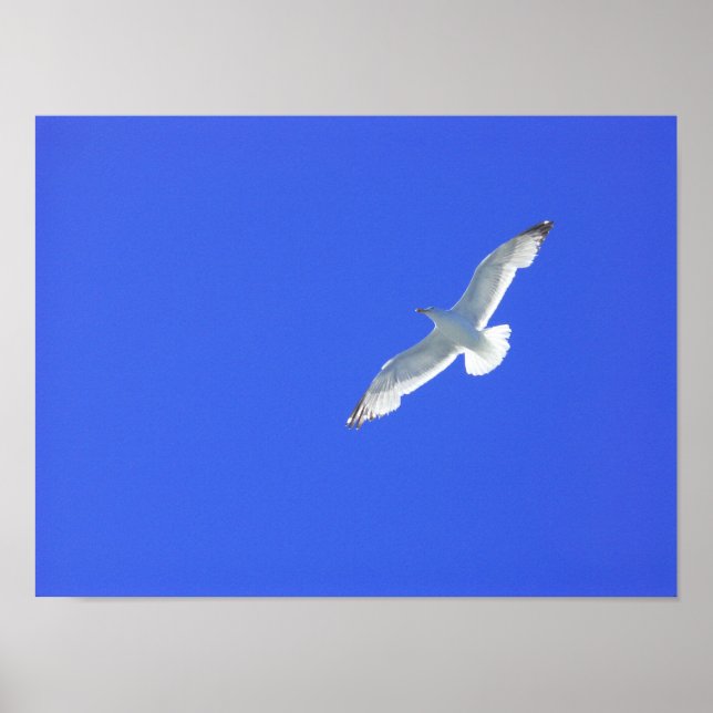 Soaring Poster (Front)