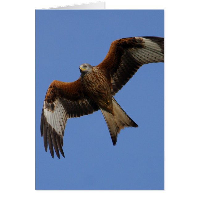 Soaring Red Kite (Front)