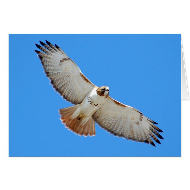 Soaring Red-Tailed Hawk Card (Front Horizontal)