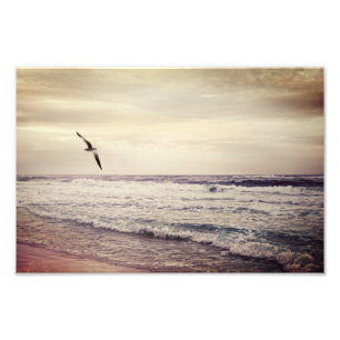 Soaring Seagull at Miramar Beach Florida Photo Print