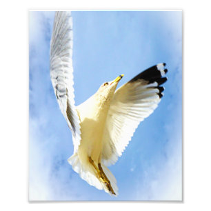 Soaring Seagull at the Beach Bird Photography Photo Print