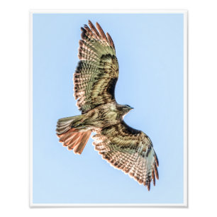 Soaring Silence Photo Print