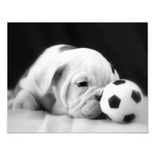 "Soccer Ball Nose" English Bulldog Puppy Photo Print