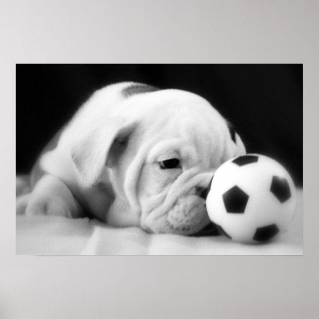 "Soccer Ball Nose" English Bulldog Puppy Poster (Front)