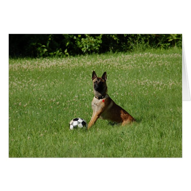 Soccer Malinois (Front Horizontal)