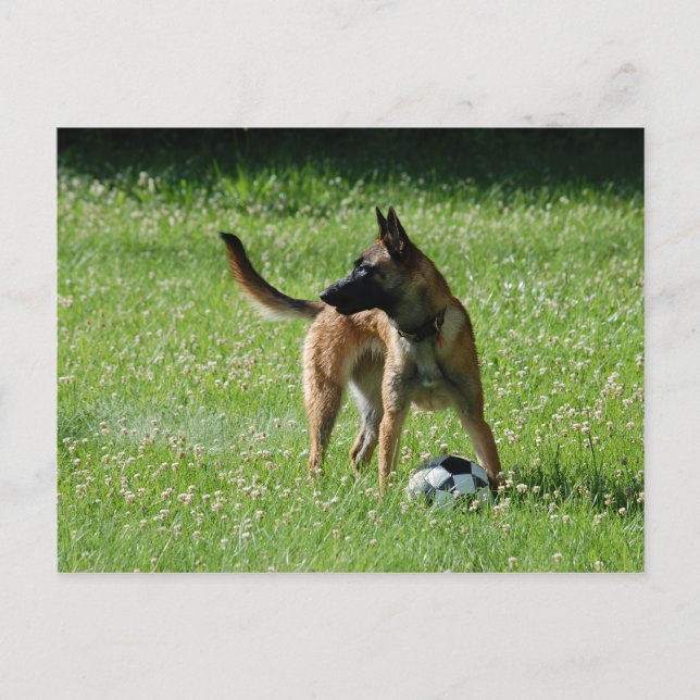 Soccer Malinois Postcard (Front)