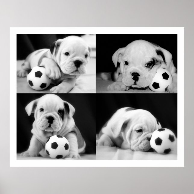 "Soccer Puppies" English Bulldog Collage Poster (Front)