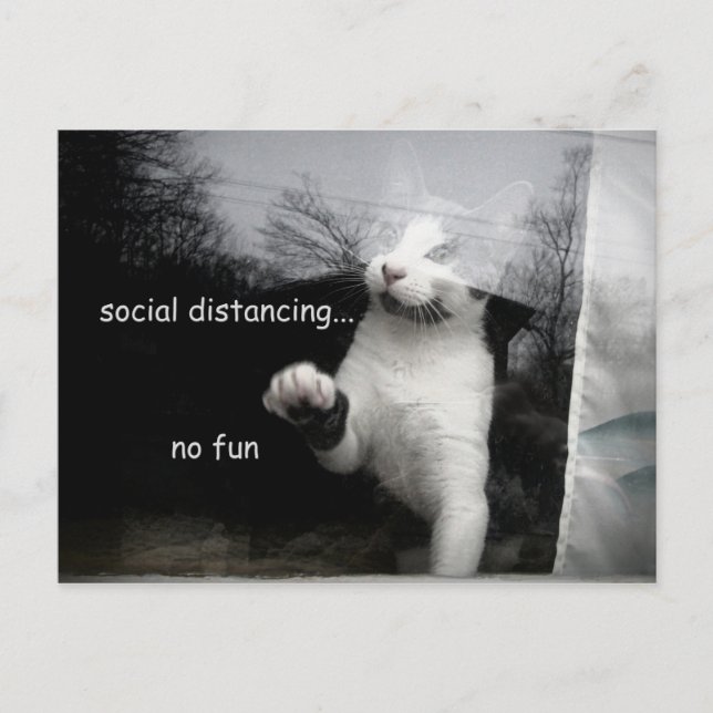 Social Distancing Kitten Postcard (Front)