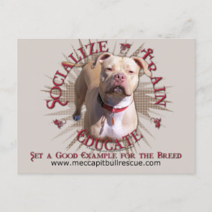 Socialise Train Educate Pitbull Postcard