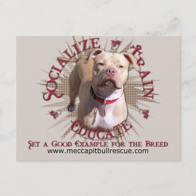 Socialise Train Educate Pitbull Postcard (Front)