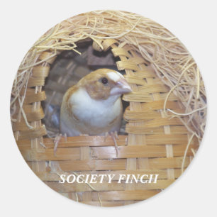 SOCIETY FINCH STICKER