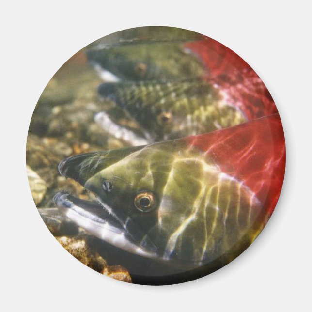 Sockeye Salmon Magnet (Front)
