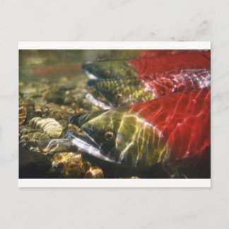 Sockeye Salmon Postcard