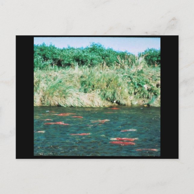 Sockeye Salmon Postcard (Front)