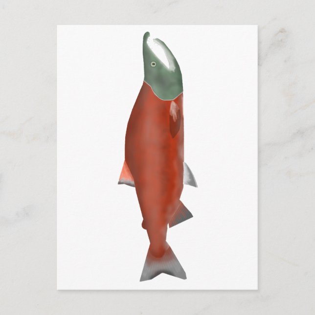 Sockeye Salmon - Spawn Phase Postcard (Front)