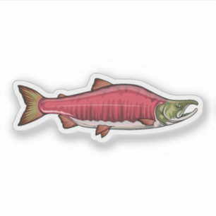 Sockeye Salmon Spawning Phase 2