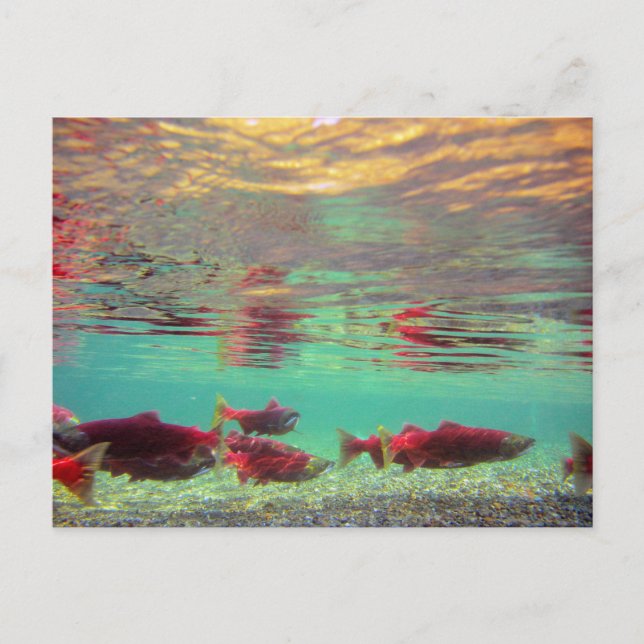 Sockeye Salmon Underwater Postcard (Front)
