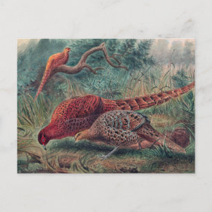 Soemmerring’s Pheasant by Joseph Wolf Postcard