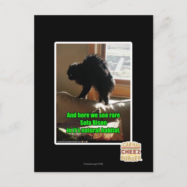 Sofa Bison Postcard (Front)