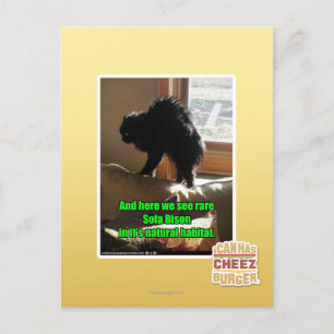 Sofa Bison Postcard