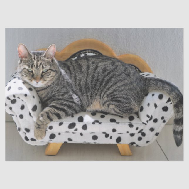 Sofa cat tissue paper (Front)