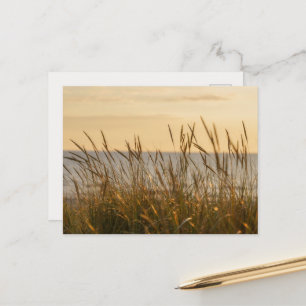 Soft beach grass, uplifting light message postcard