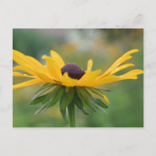 Soft Black Eyed Susan Flower Photography Postcard