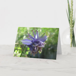 Soft Blue Columbine Card
