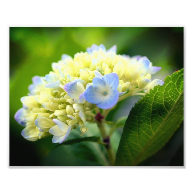 Soft Blue Hydrangea Flower Petals 8x10 Photo Print (Front)