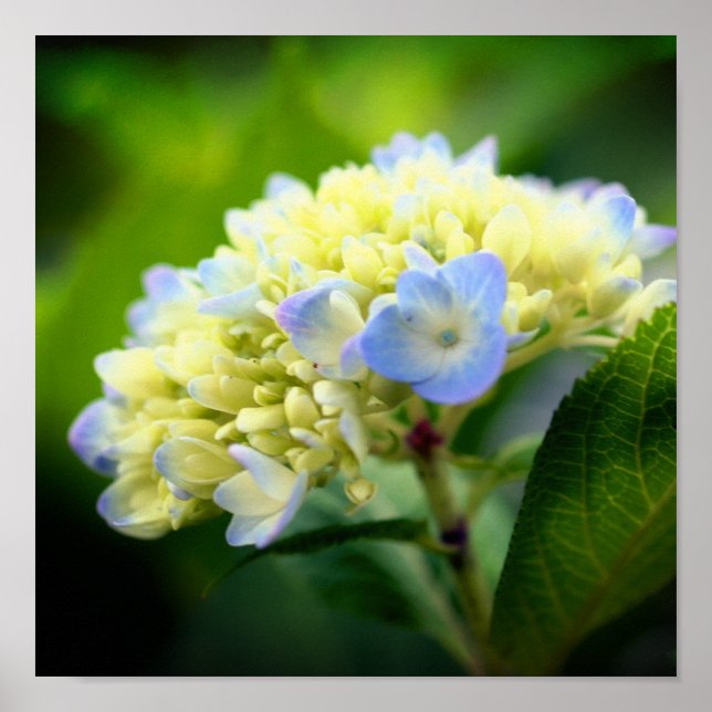 Soft Blue Hydrangea Flower Petals Poster (Front)
