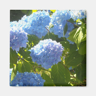 Soft Blue Hydrangea Magnet