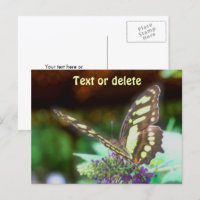 Soft Butterfly On Flower Nature Photo Personalized