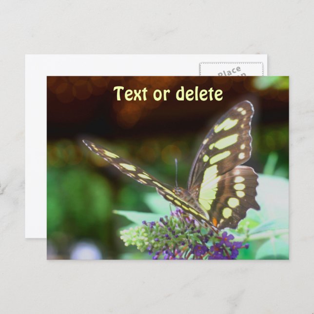 Soft Butterfly On Flower Nature Photo Personalized Postcard (Front/Back)