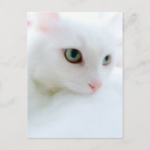 Soft Clouds Postcard
