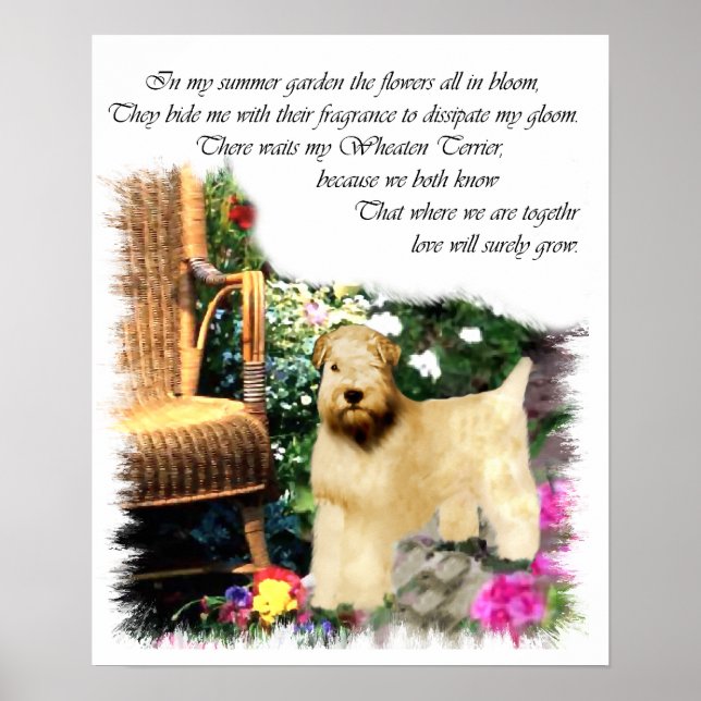 Soft Coated Wheaten Terrier Art Gifts Poster (Front)