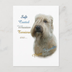Soft Coated Wheaten Terrier Best Friend 2 Postcard